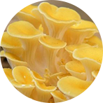 黃金菇